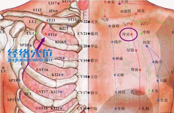 库房穴的位置解剖分析图