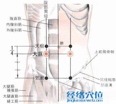 大巨穴的位置解剖分析图