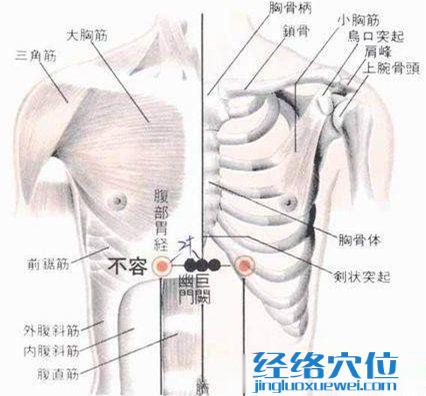 不容穴的位置解剖分析图