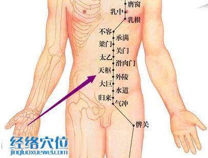 足阳明胃经天枢穴位图