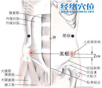 五枢穴的位置解剖分析图