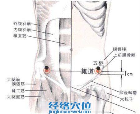 维道穴的位置解剖分析图