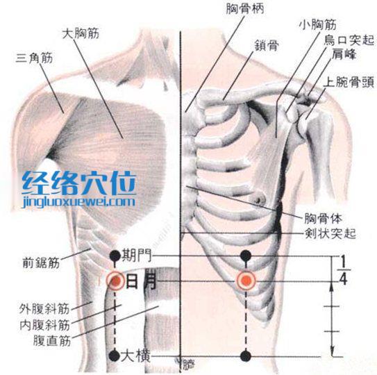 日月穴的位置解剖分析图