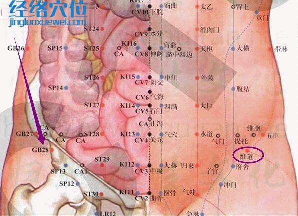 维道穴的准确位置图