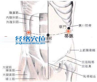 带脉穴的位置解剖分析图