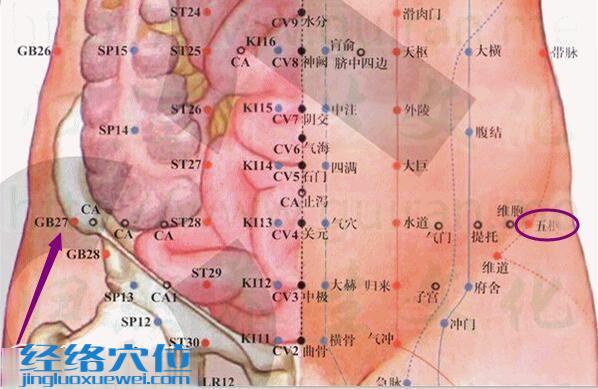 五枢穴的准确位置图