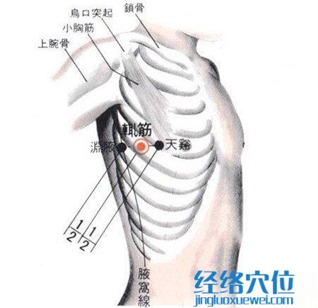 辄筋穴的位置解剖分析图