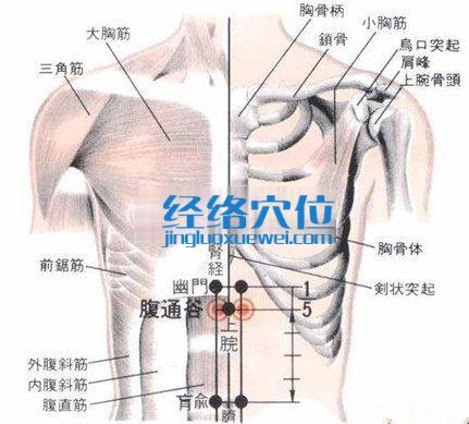 腹通谷穴的位置解剖分析图