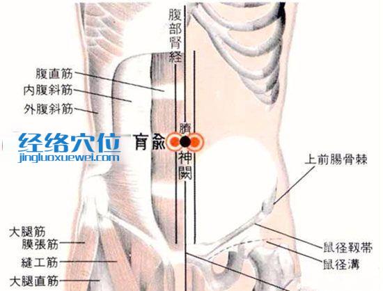 肓俞穴的位置解剖分析图