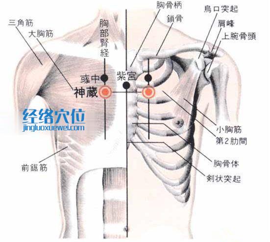 神藏穴的位置解剖分析图