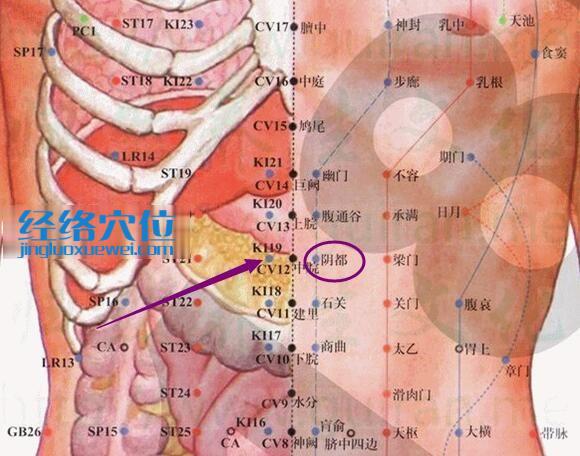 阴都穴的准确位置图