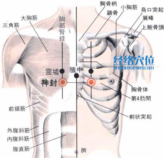 神封穴的位置解剖分析图