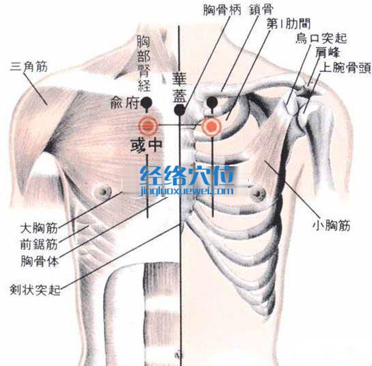 彧中穴的位置解剖分析图