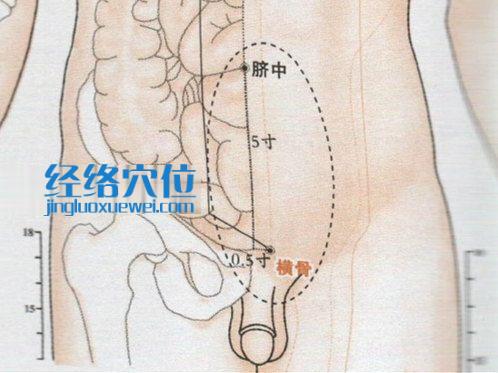 横骨穴位位置图