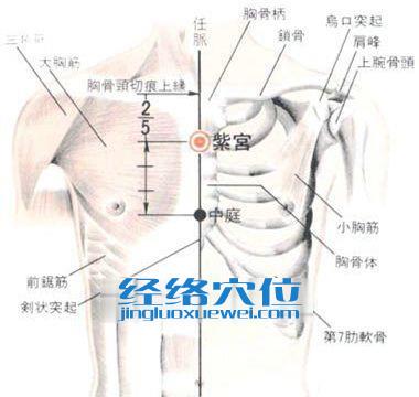 紫宫穴的位置解剖分析图