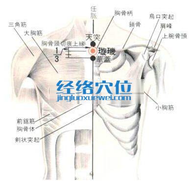 璇玑穴的位置解剖分析图