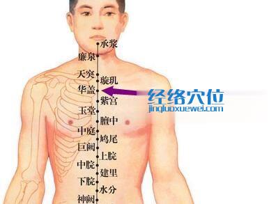 华盖穴位位置图