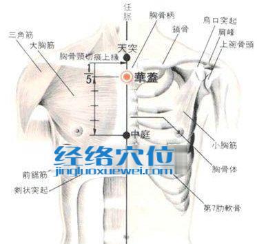 华盖穴的位置解剖分析图