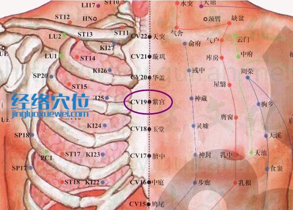 紫宫穴的准确位置图