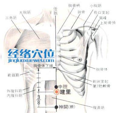 建里穴的位置解剖分析图