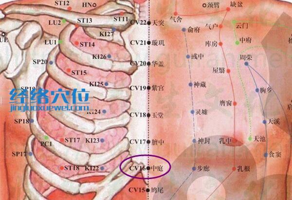 中庭穴的准确位置图