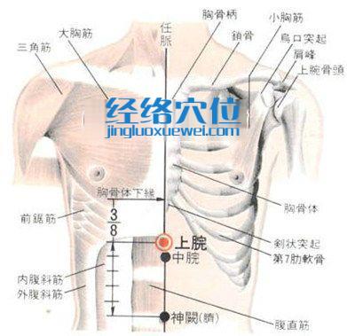 上脘穴的位置解剖分析图