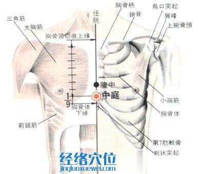 中庭穴的位置解剖分析图