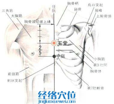 玉堂穴的位置解剖分析图