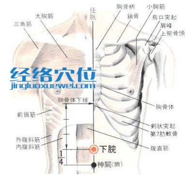 下脘穴的位置解剖分析图