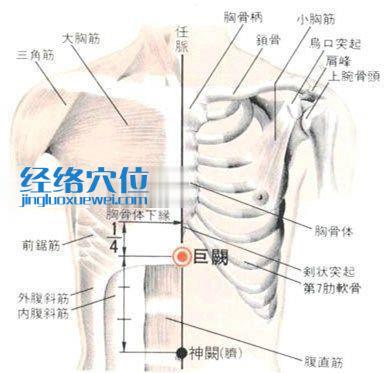 巨阙穴的位置解剖分析图