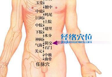 阴交穴位位置图