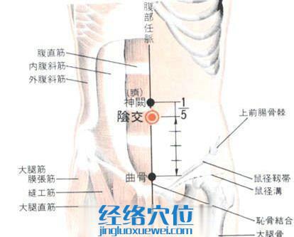 阴交穴的位置解剖分析图