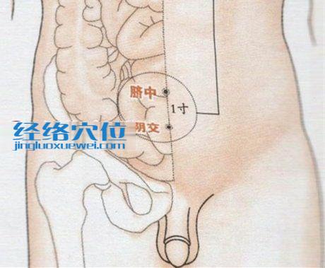 阴交穴的准确位置图