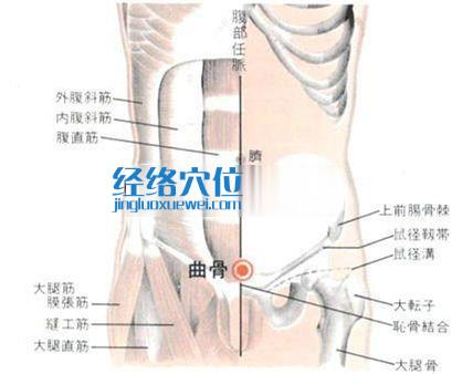 曲骨穴的位置解剖分析图