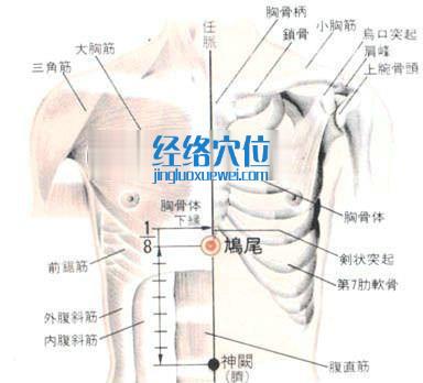 鸠尾穴的位置解剖分析图