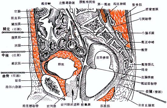 中极穴位解剖图