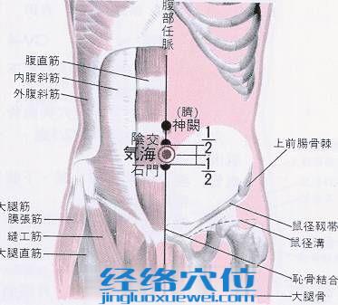 气海穴的位置解剖分析图