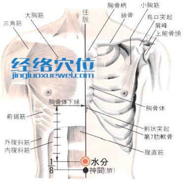 水分穴的位置解剖分析图