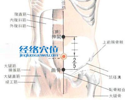 关元穴的位置解剖分析图