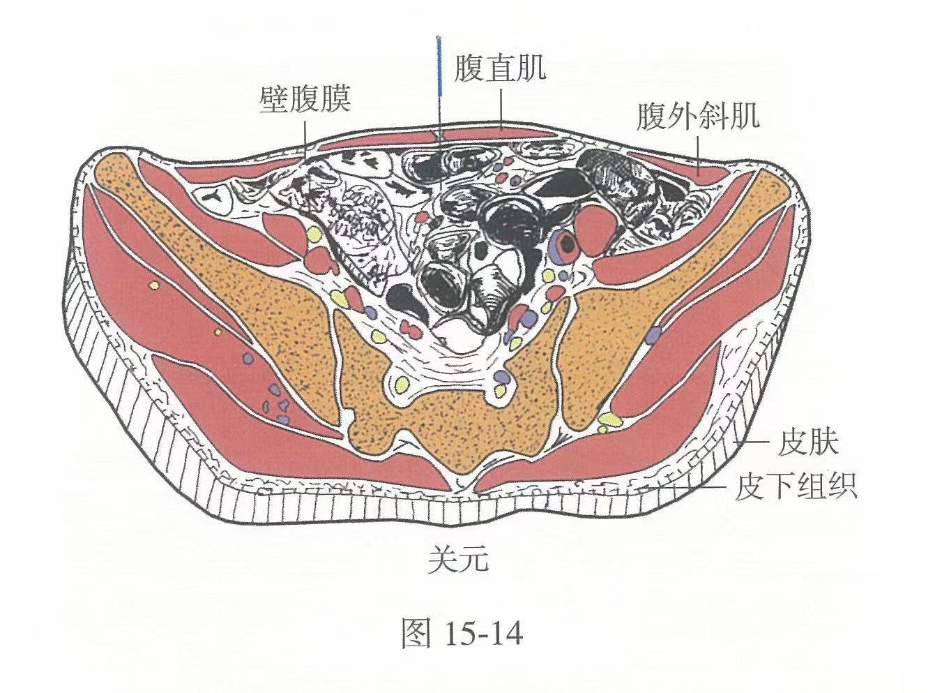 关元的准确位置图及功效视频位位置图_按摩关元的准确位置图及功效视频的作用与好处_经络穴位网