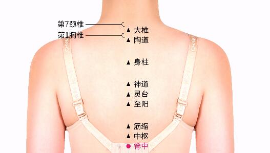 脊中的准确位置图及功效视频
