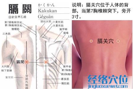 膈关穴