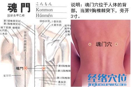 魂门穴位位置图