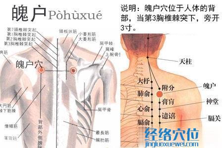 魄户穴位位置图