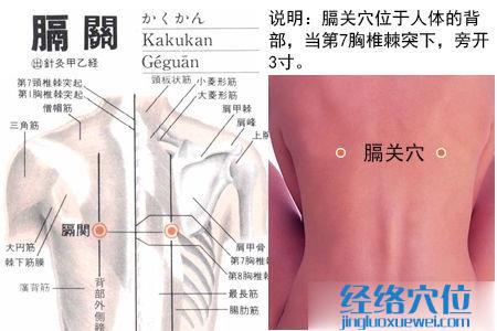 膈关穴位位置图