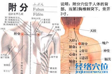 附分穴位位置图