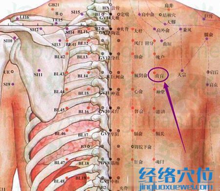 膏肓穴的位置图及解剖结构