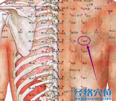 神堂穴的位置图及解剖结构