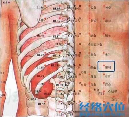 阳纲穴的位置图