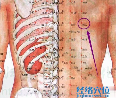 膈关穴的解剖图